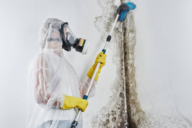 Why You Should Choose Our Mold Remediation Services in Hudson, FL